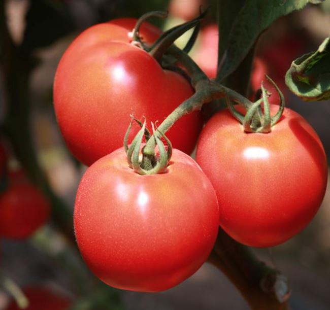 Грифон F1 — томат индетерминантный, 1 000 семян, Nunhems/Нунемс (Голландия)