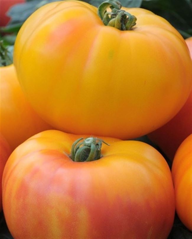 Сорт томата ДИВО-ДИВНОЕ — изумительно вкусный и красивый биколор… | Интересный контент в группе Агрофирма «АЭЛИТА»