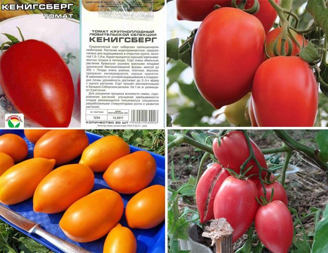 За что выбирают томат Золотой Кенигсберг садоводы и как вырастить его на своем участке