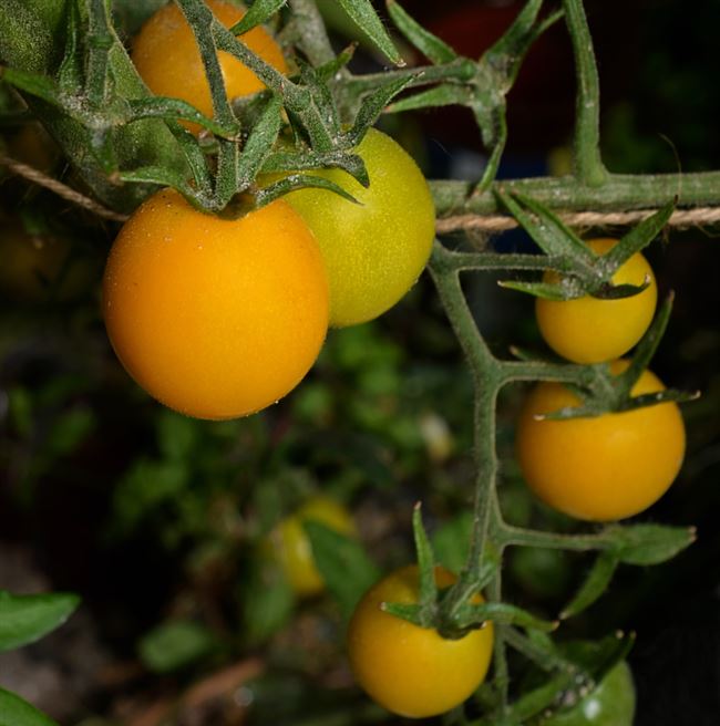 Помидорки с большим потенциалом — томат Золотой самородок: описание сорта и характеристики