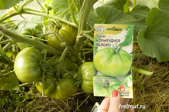Томат Изумрудное Яблоко: описание сорта помидоров, правила выращивания