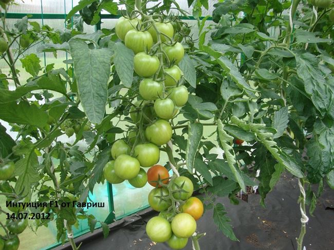 Томат «Интуиция» F1: описание сорта, характеристики, советы по выращиванию отличного урожая помидор, фото-материалы Русский фермер