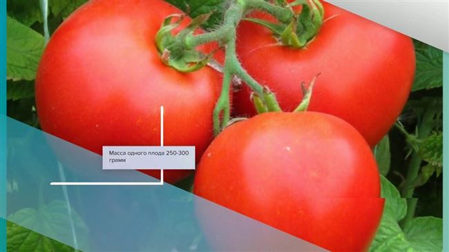 Устойчивый к стрессам и жаре томат «Инфинити» F1: описание сорта и особенности выращивания