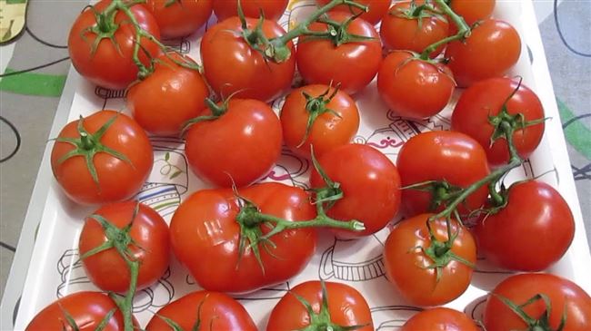 Томат Иришка: характеристика и описание сорта помидоров, отзывы дачников со стажем, фото кустов и полученных плодов