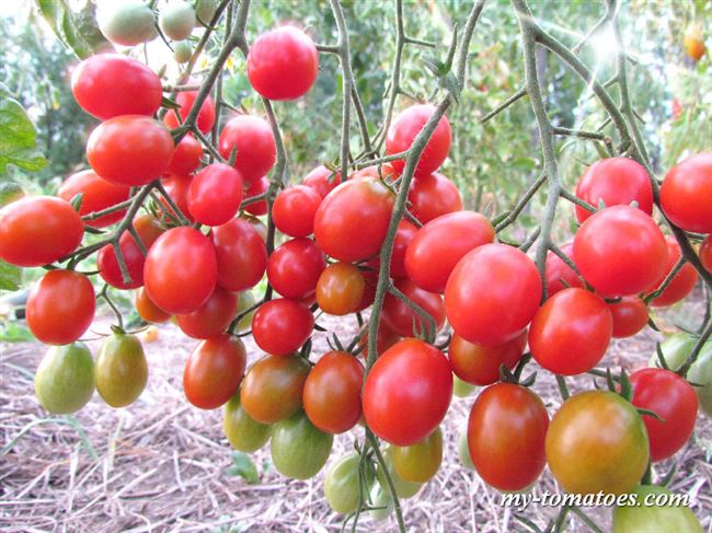 Мелкоплодные высокоурожайные томаты «Карамель красная» F1: описание сорта и его достоинства