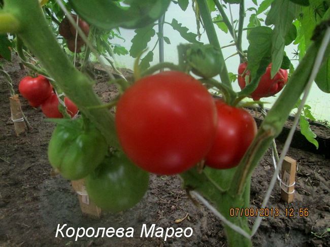 Плоды черри с пикантным вкусом — томат Королева Марго f1: подробное описание
