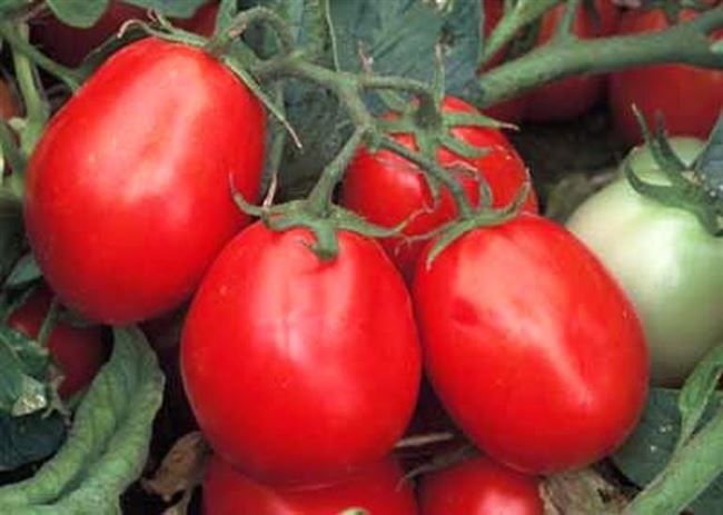 Сорт томата Кубышка: отзывы, фото, описание и выращивание, характеристика сорта
