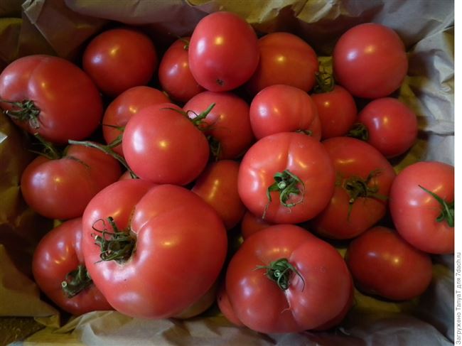 Замечательные помидоры для теплиц и парников: томат «Кукла Маша»