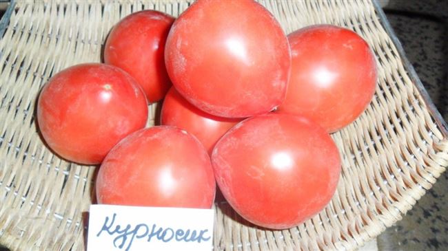 Простой в уходе и нескупой на урожаи томат — Курносик: отзывы и описание сорта