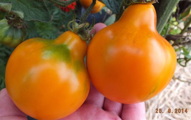 Описание томата необычной формы Лампочка и особенности выращивания сорта