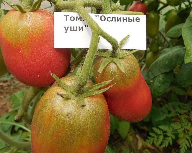 Отзыв о Семена томата Vilmoin «Ланселот F1» | Находка для обладателей теплицы