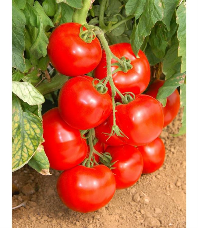 Подробное описание помидоров Линда F1 — особенности плодов и семян