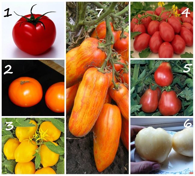 Томат Мамин сибиряк: характеристика и описание сорта, фото семян, отзывы об урожайности помидоров