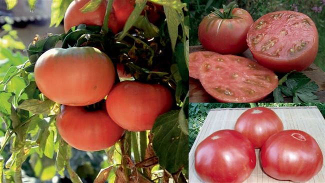Томат «Микадо розовый»: описание, характеристика, урожайность, отзывы, фото
