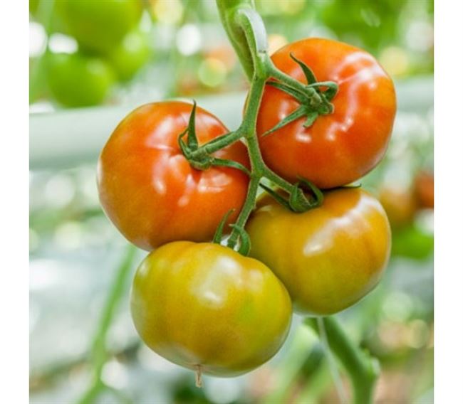 Монте Негро (Negro de Monte) | Семена редких сортов томатов