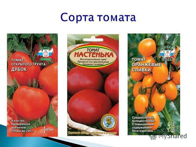 Лучшие урожайные сорта томатов. Сорт Настенька