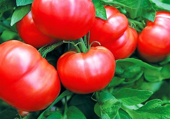 Лучшие ранние низкорослые сорта урожайных томатов для открытого грунта — Огород, сад, балкон — медиаплатформа МирТесен
