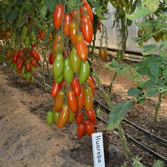 Характеристика и описание сорта томата ниагара его урожайность