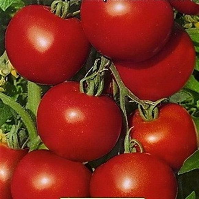 Томат Памяти Мариса F1: отзывы об урожайности помидоров, описание и характеристика сорта, фото семян