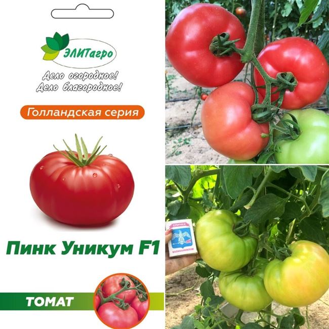 Томат Пинк Райз F1: отзывы и фото куста, характеристика и описание сорта помидоров