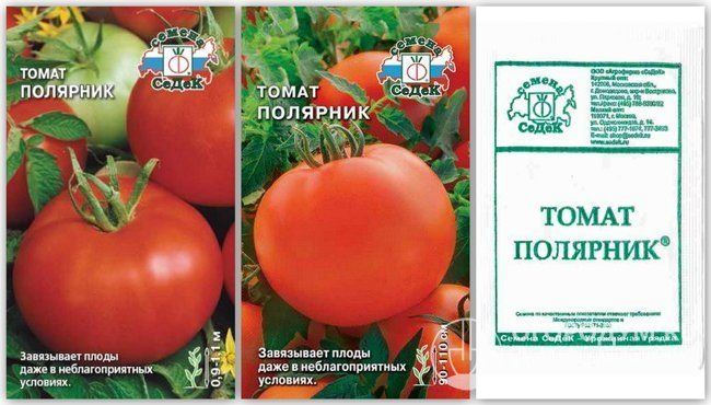 Томат Полярный скороспелый и Полярник: характеристика и описание сорта, урожайность с фото