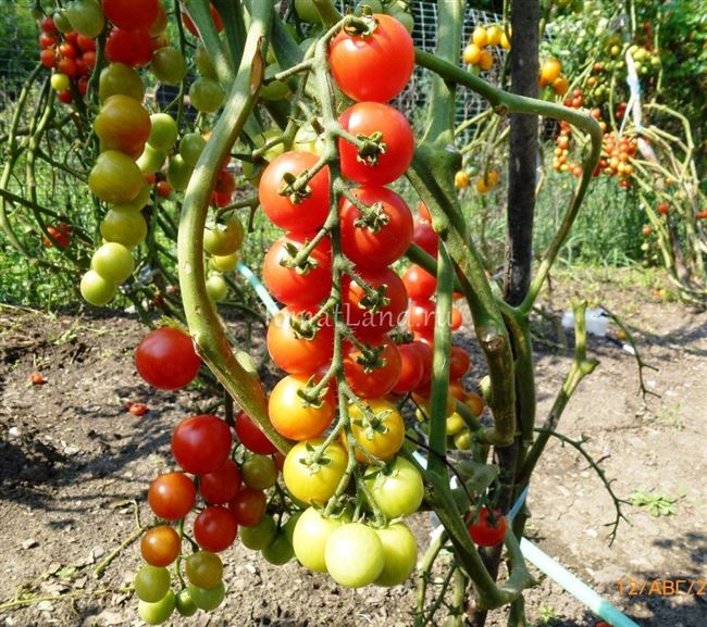 Описание сорта, отзывы, фото Раннеспелый, индетерминантный, урожайный, кистевый сорт томата для теплиц и открытого грунта. Куст высокорослый (до 2-х метров)