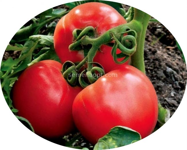 Томат Пышная купчишка F1: отзывы об урожайности помидоров, описание и характеристика сорта, фото куста