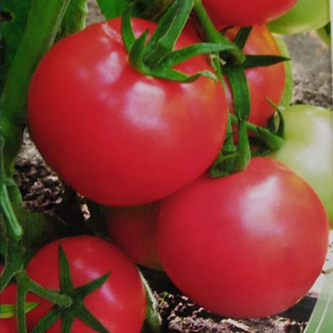 Томат «Загадка»: описание сорта, фото и основные характеристики помидора Русский фермер
