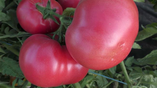 Розовые сорта помидоров: характеристика и описание томатов, фото, отзывы