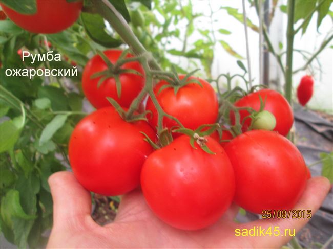 У многих есть свои любимые сорта томатов, которые хотелось бы выращивать из года в год. И это очень удобно: уже известно, как тот или иной сорт плодоносит и показывает себя в условиях открытого и защищенного грунта. Можно планировать место посадок и быть уверенным в урожае.