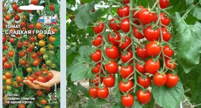 Томат Сладкая гроздь: описание и урожайность сорта, фото, отзывы