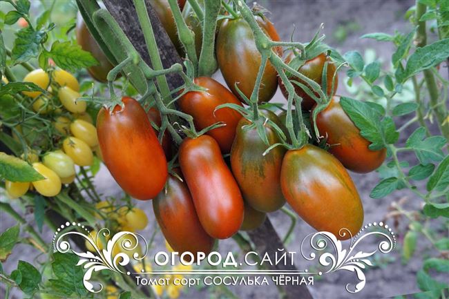 Томат Сосулька черная: характеристика и описание сорта, отзывы об урожайности, фото помидоров