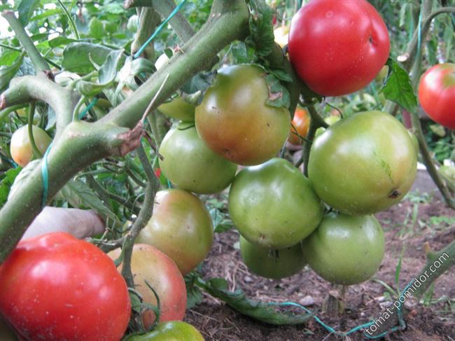 Томат «Титан»: описание сорта, фото, рекомендации по выращиванию и основные характеристики помидоры Русский фермер