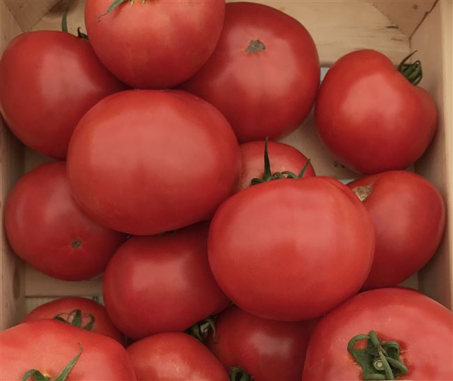Томат Томск: описание сорта томата, характеристики помидоров, посев