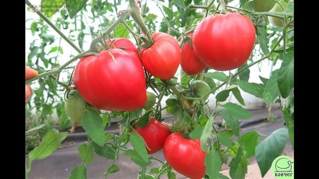 Томат Тяжеловес Сибири: отзывы и описание сорта помидор