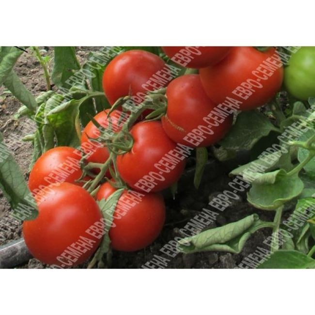 Семена Томат Ульяна F1 10шт., раннеспелый, дет - до 80 см, плоды округлые, красные, до 200 гр. ЕС