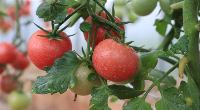 Отзыв о Семена томата Семко «Форте Розе» F1 | Коктейльные помидорчики. Неплохая урожайность.
