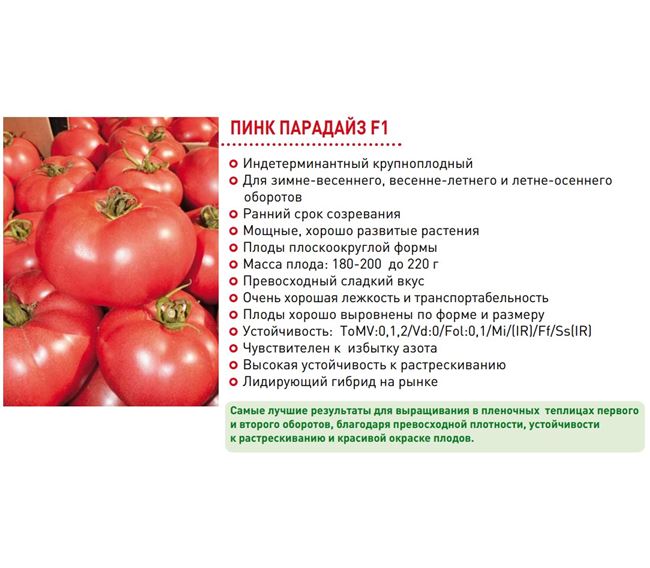 Крупноплодные томаты: достоинства и недостатки. Лучшие сорта биф-помидоров