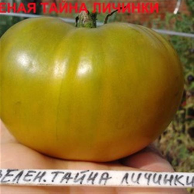 Сказка на вашем участке — томат «Царевна лягушка»: отзывы и рекомендации по правильному выращиванию