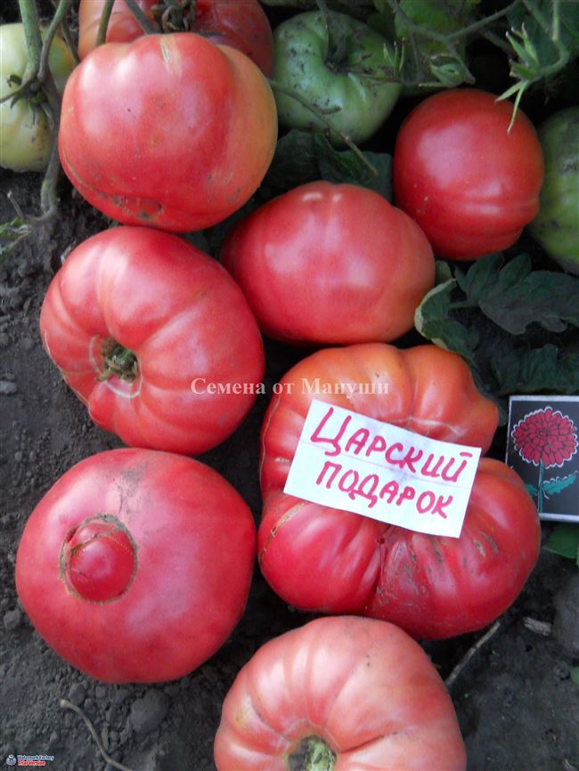Фото, отзывы, описание, характеристика, урожайность сорта томата «Царский подарок».