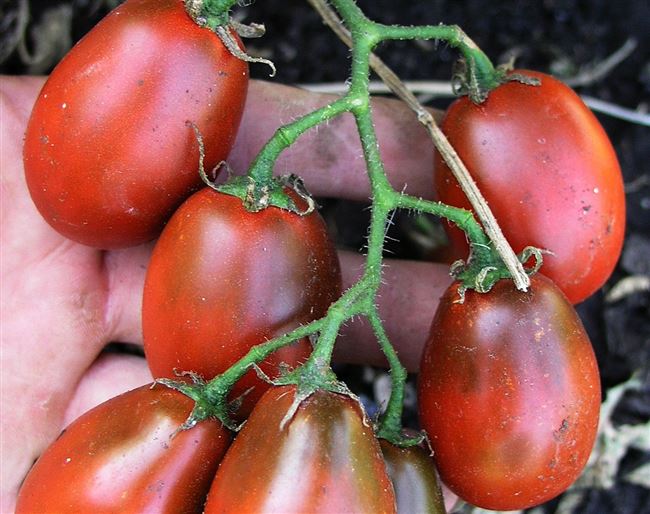 Томат Черный мавр: описание, характеристика, урожайность сорта, особенности выращивания помидоров, отзывы, фото