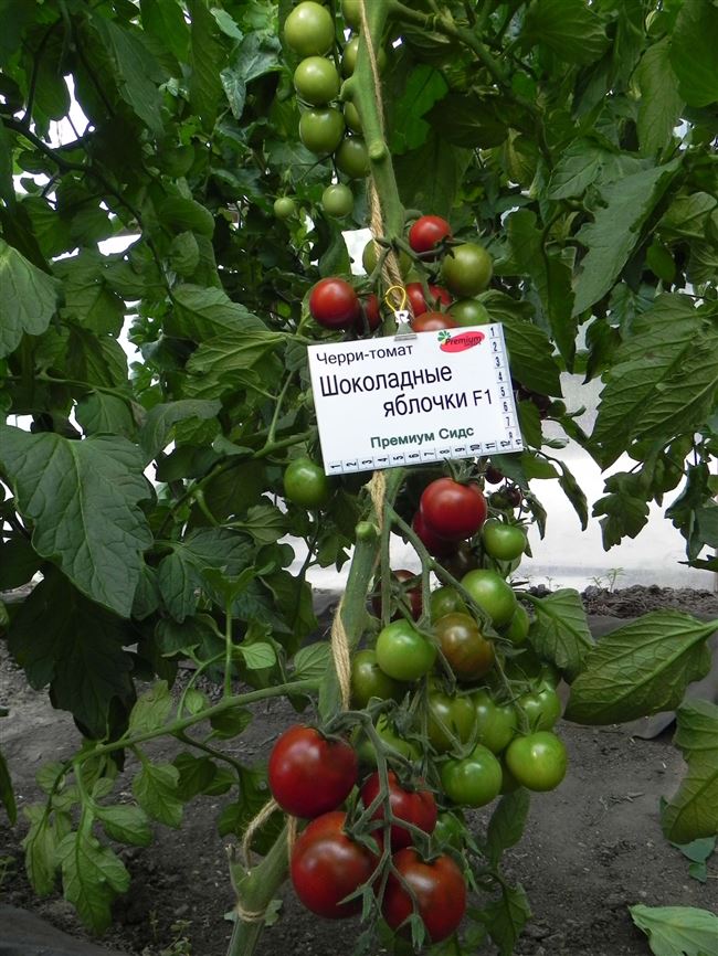 Черри — томат Шоколадные яблочки F1 для теплиц, очень урожайный. Раннеспелый… | Интересный контент в группе Урожайка