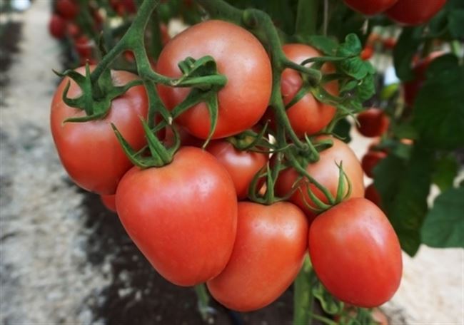 Какими характеристиками обладает сорт томата Юбилейный? Какие рекомендации по уходу даёт селекционер Тарасенко?