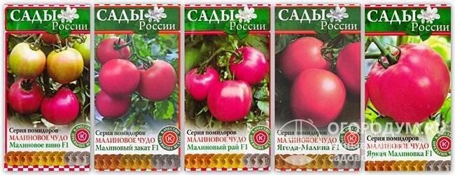 Томат «Малиновое чудо»: описание, характеристики сорта, особенности ухода Русский фермер