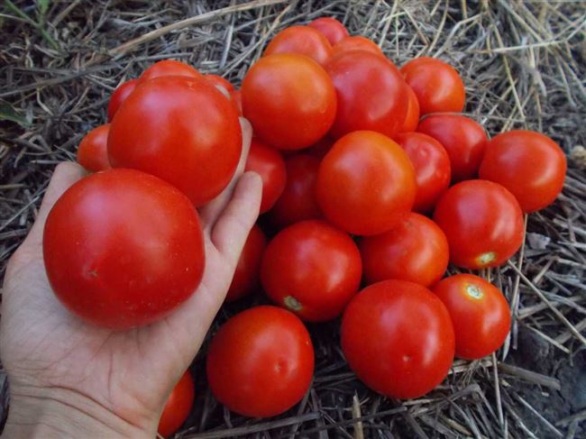 Томат Ямал: описание и характеристика сорта, особенности выращивания помидоров, отзывы тех, кто сажал, фото