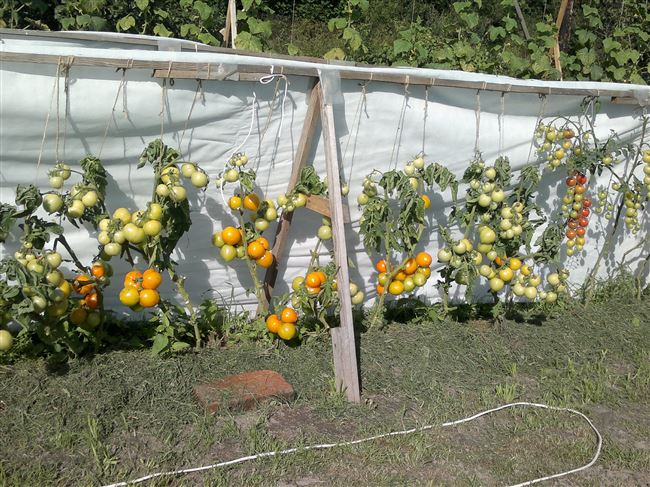 Урожай под солнцем. Обзор удачных томатов этого года