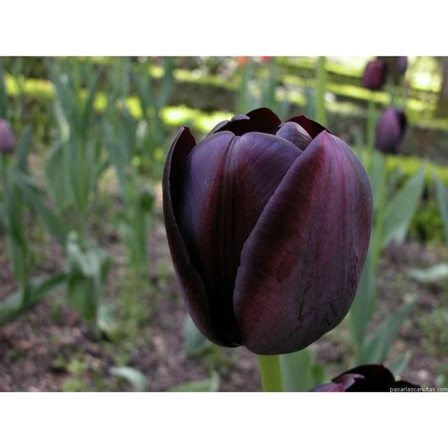 17 лучших сортов Простых Поздних тюльпанов — Цветочки — медиаплатформа МирТесен