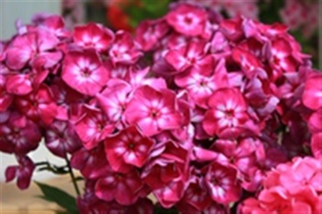 Флоксы красные и розовые – подборка популярных сортов с кратким описанием характеристик, особенностей и сроков цветения, фото.