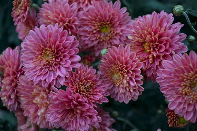 Хризантема корейская Утро России Ранний сорт,цветет с июля-октябрь…. | Интересный контент в группе онлайн flowers