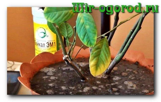 Чем подкормить лимон в домашних условиях, как удобрять лимонное дерево во время плодоношения, зимой, осенью и в другие сезоны